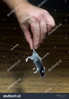 Catch mice