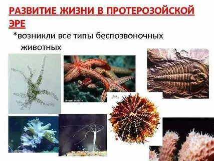 Эра беспозвоночных