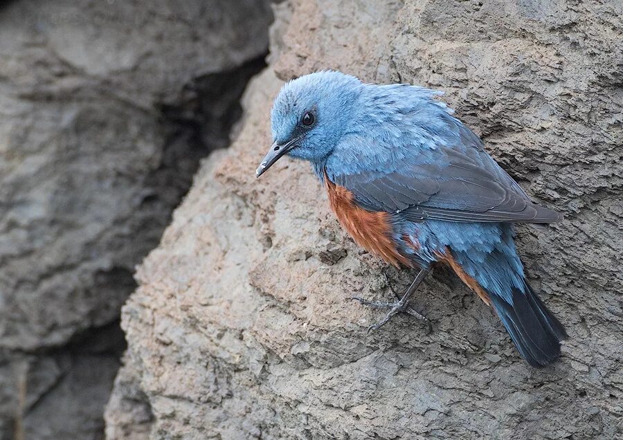 Синяя птица памира. Синий каменный Дрозд Дагестан. Лазурный Дрозд. Синий каменный Дрозд Приморский край. Синяя птица Памира и Тянь Шаня.
