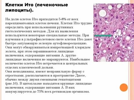 Клетки печени