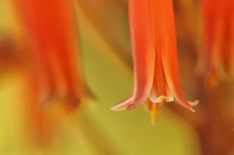 Orange bells