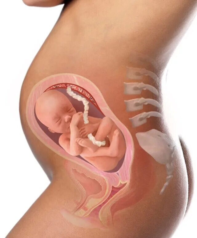 расположение ребенка в животике. расположение ребенка в утробе. ребёнок на 25 неделе беременности. живот на 25 неделе беременности. 25 неделя 18 года.