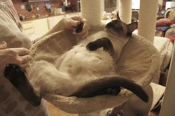 Родовспоможение, за 1 час для кошек и котов SQ-lap
