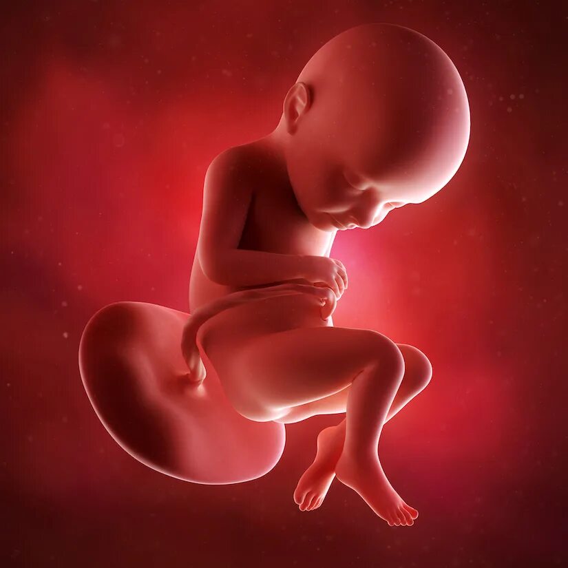 32 недели беременности какой. Плод ребенка 32 недели беременности. Ребёнок на 32 неделе беременности. Ребёнка на 32 недели береминости. Эмбрион 32 недели беременности.