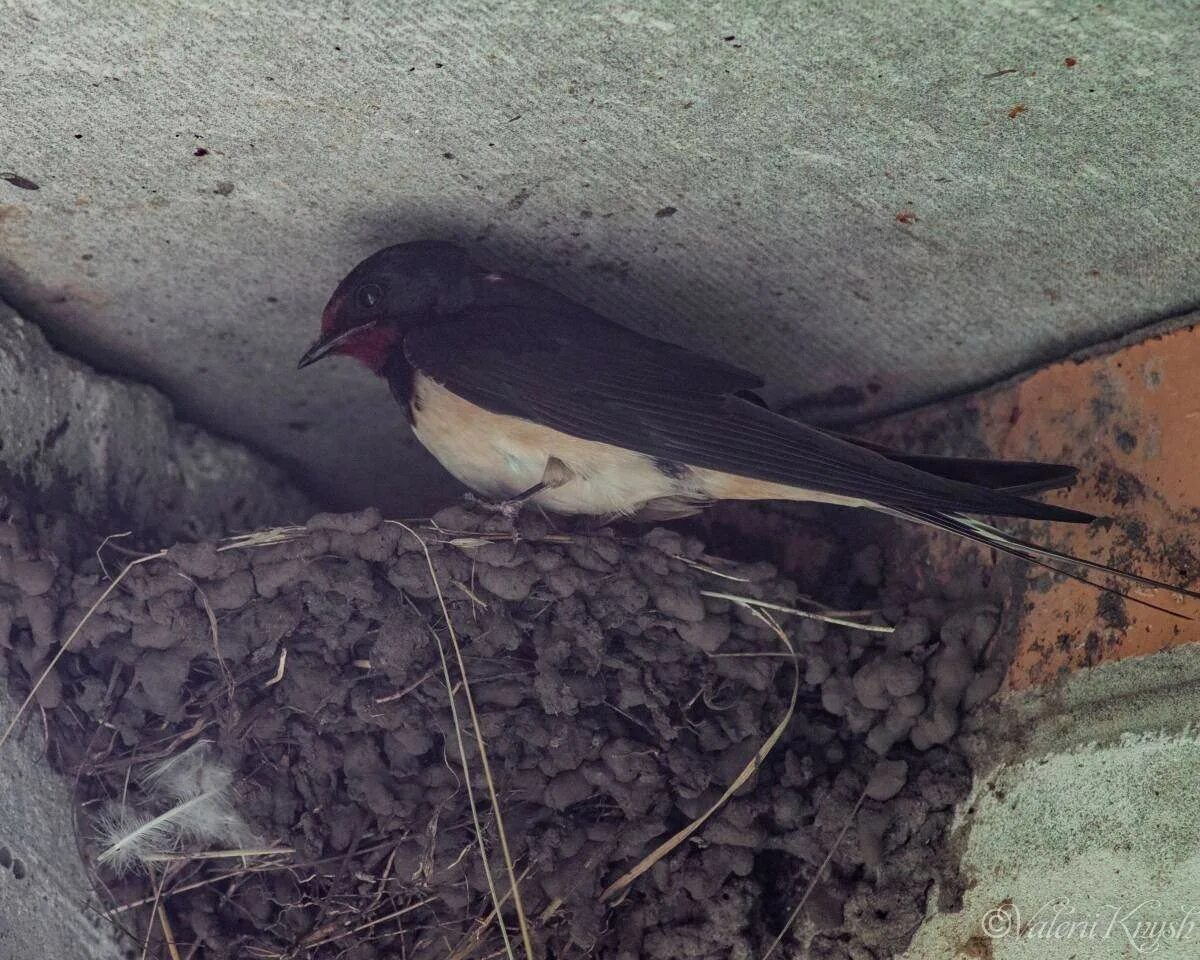 Ласточка городская (Delichon urbicum). Рыжепоясничная Ласточка на гнезде. Ласточка Забайкальская. Ласточки перелетные птицы гнезда.