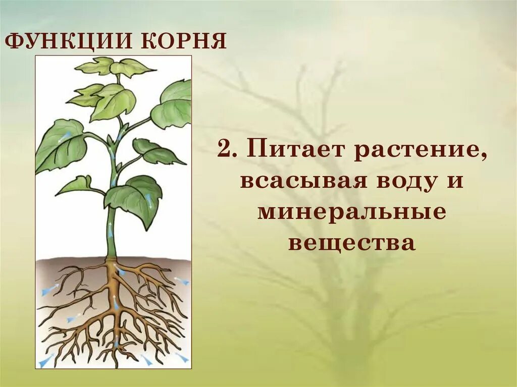 Функции корня. Корни растений. Минеральное и Корневое питание растений. Корень презентация.