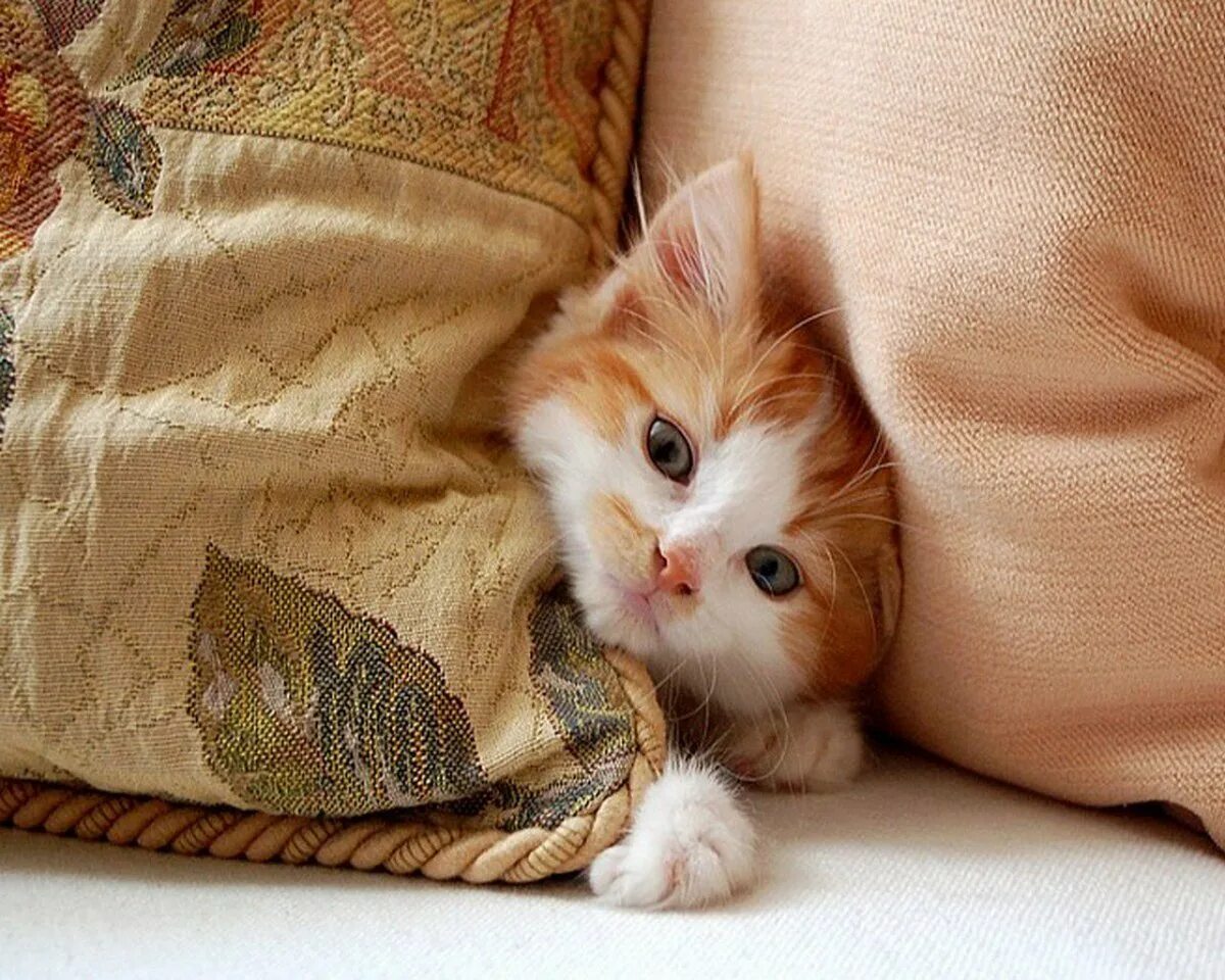 Коты встают утром