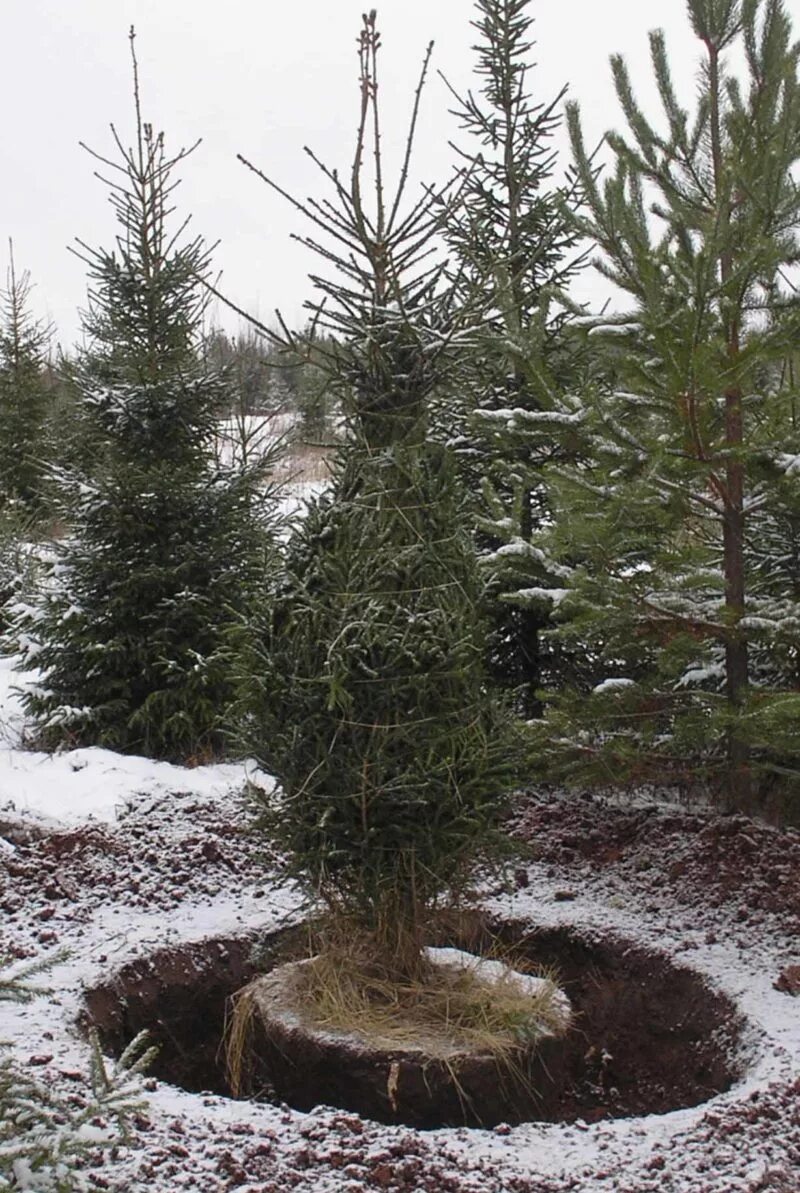 кедр хакасии дерево. корни хвойных деревьев. плоды,листья,ствол корень. корни пихты. корни сосны обыкновенной.