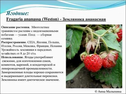 Культурные растения и их происхождение кратко
