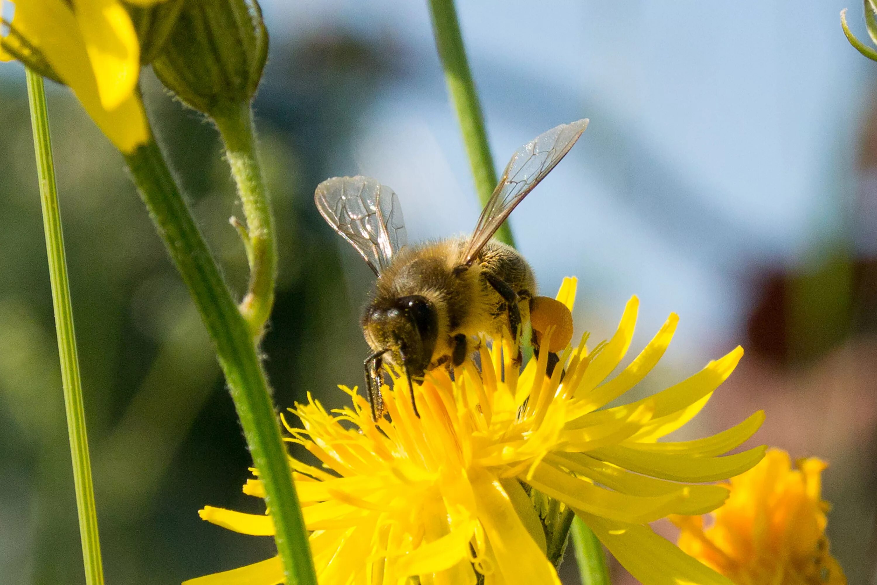 Пчела питается нектаром. Медоносная пчела. Шмель опыляет Клевер. Желтый медоносный цветок. Алтайская медоносная пчела.