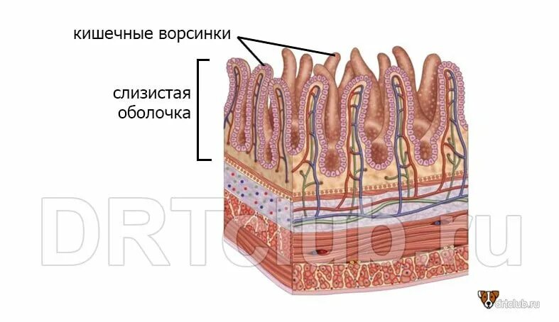 Короновирусный энтерит у собак. Парвовирусный энтерит собак. Строение ворсинки тонкой кишки. Парвовирусный и коронавирусный энтерит.