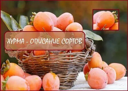 Хурма характеристика и описание сорта
