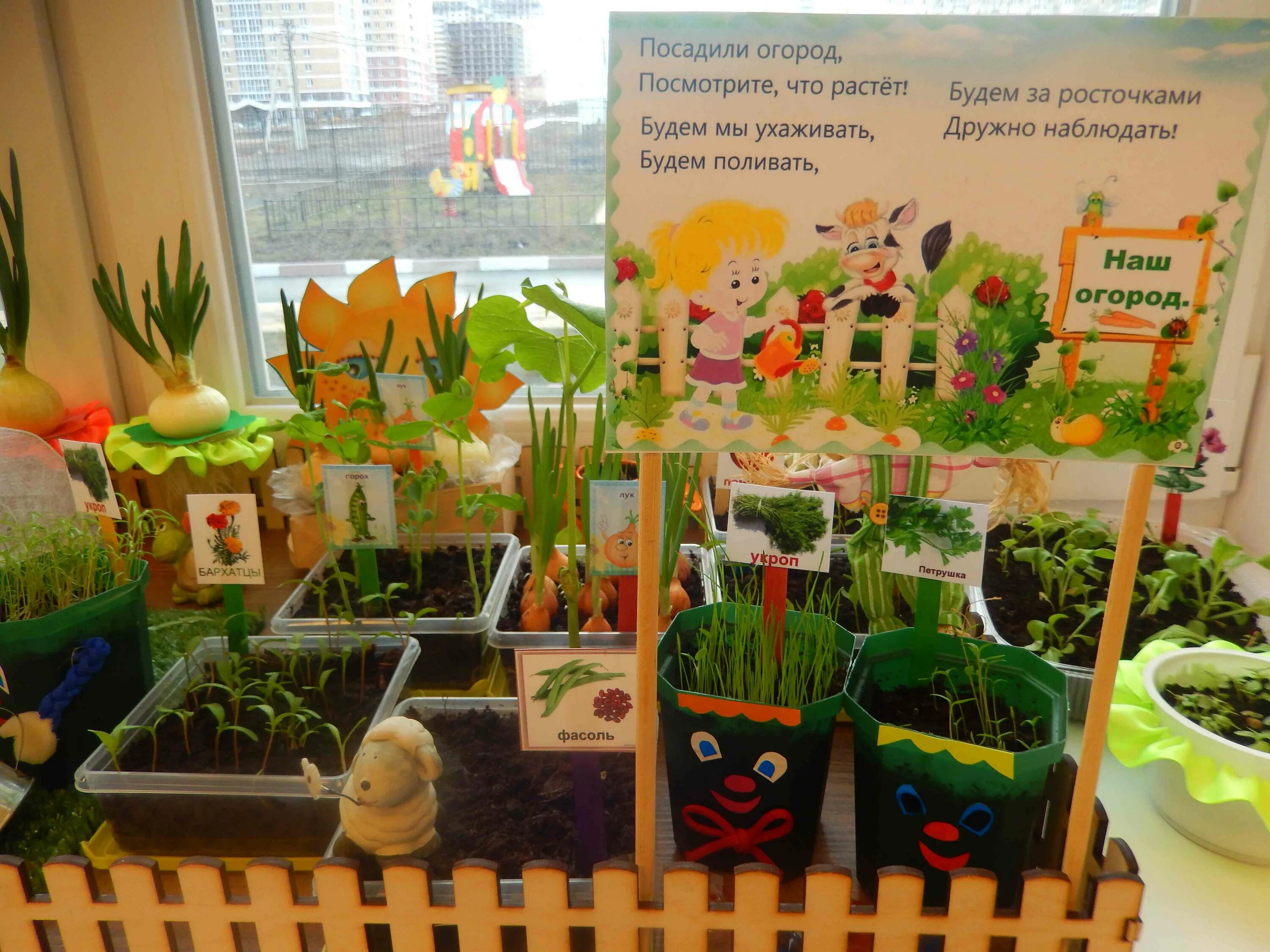Картинки овощей для огорода на окне. Огород на окне в детском саду. Огород на подоконнике в детском саду. Мини огород в ДОУ на подоконнике. Огороди на подо.
