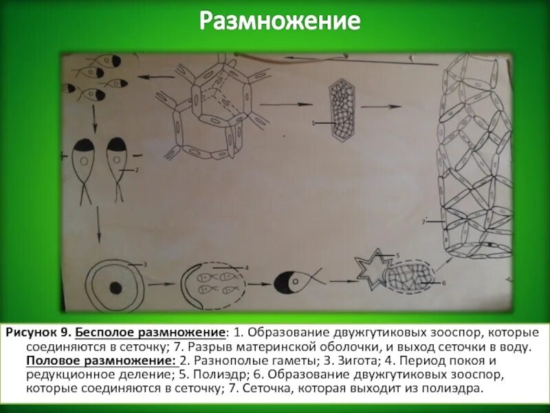 Размножение рисунок. Цикл развития водяной сеточки. Гидродикцион цикл развития. Жизненный цикл водоросли водяная сеточка