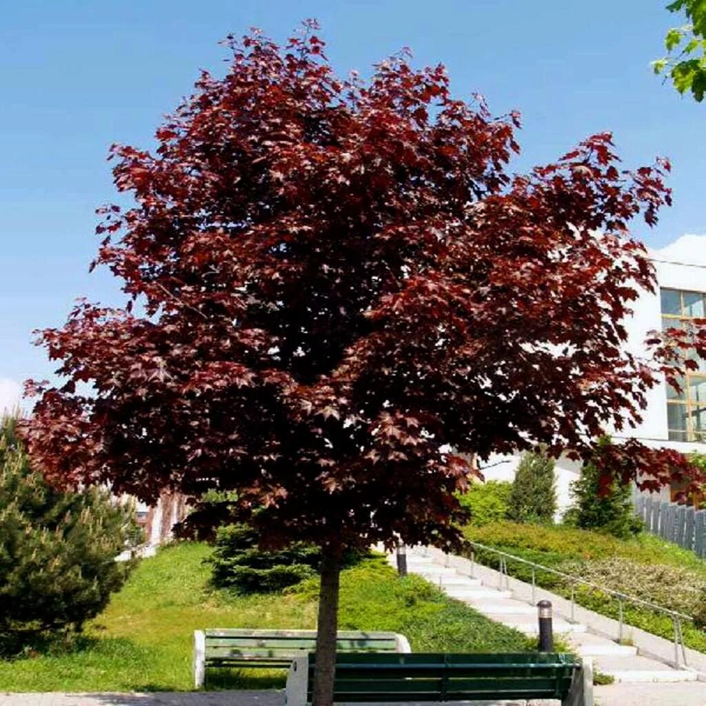 Дерево с красными листьями название. Клен остролистный Роял ред. Acer platanoides 'Royal Red'. Клен остролистный Acer platanoides Royal Red. Клен остролистный "Royal Red" ("Роял ред").