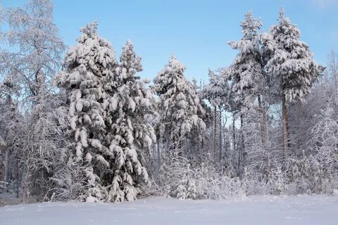 Сильный мороз в лесу