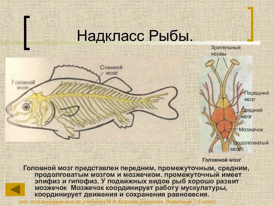 Какие отделы мозга у рыб. Нервная система рыб отделы головного мозга. Строение головного мозга рыбы. Мозг рыбы строение. Нервная система рыб головной мозг.