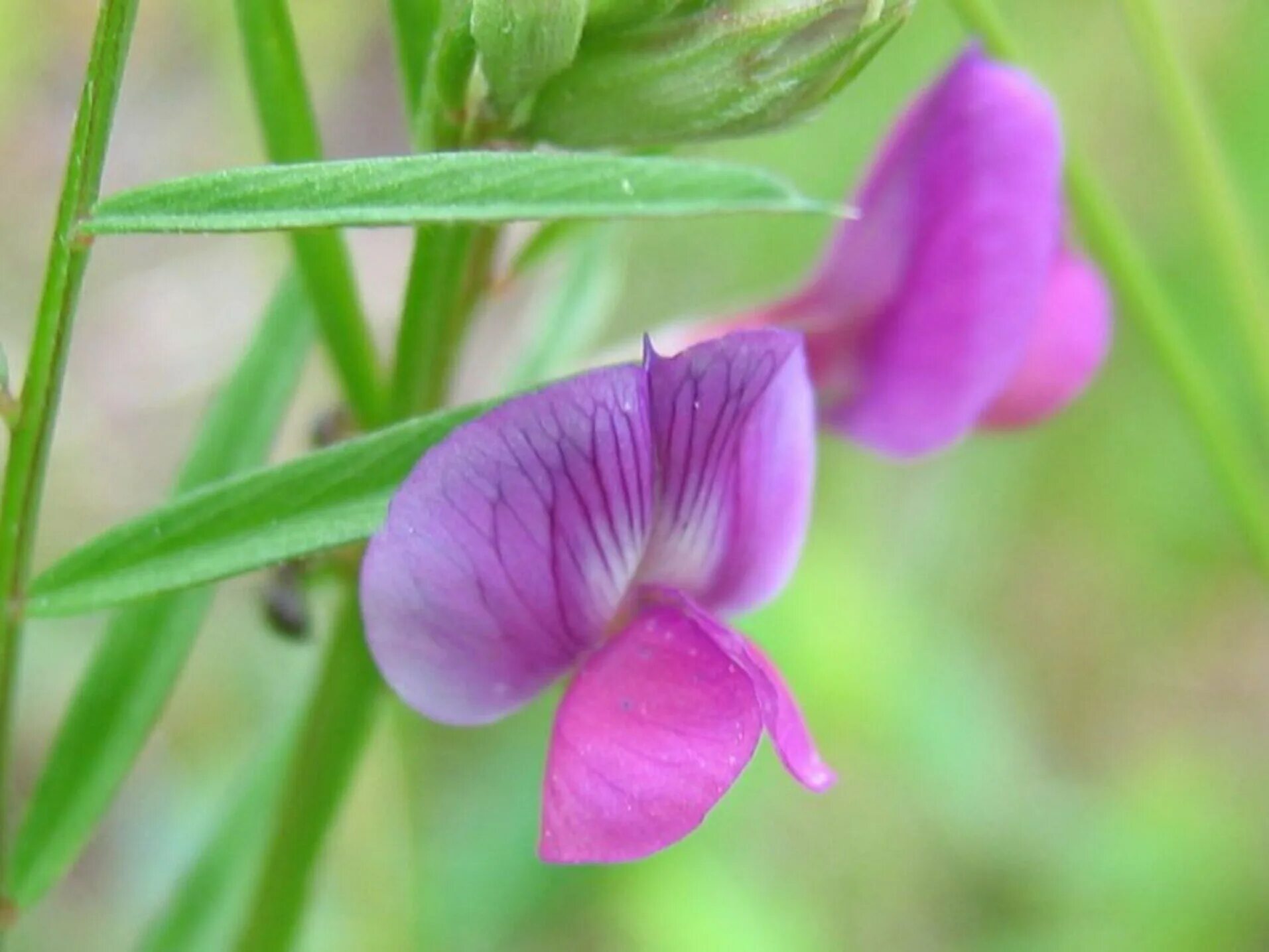 Plant wiki. Вика Яровая сидерат. Вика Яровая растение. Вика Яровая (мышиный горошек). Вика Яровая (мышиный горошек) Vicia Sativa.