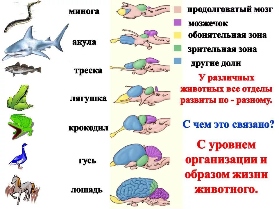 Координация и регуляция. Координация и регуляция 6 класс. Координация и регуляция. Координация и регуляция функций у животных. Координация и регуляция функций у животных.