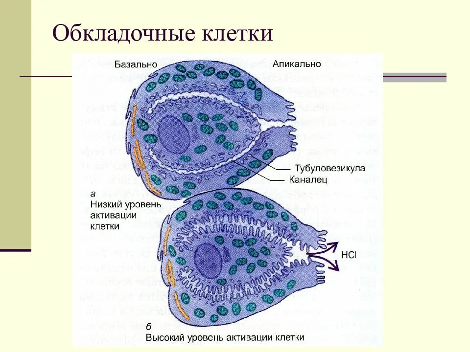 Функции обкладочных клеток желудка. Обкладочные клетки. париетальные обкладочные клетки. обкладочные клетки желудка. функция обкладочных клеток.