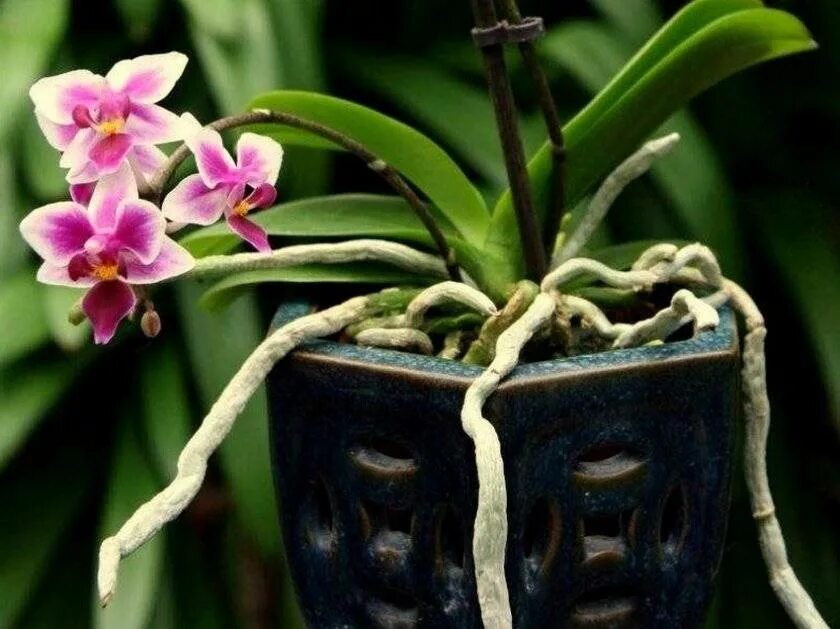 Корни орхидеи вылезли из горшка. Фаленопсис воздушные корни. Орхидея фаленопсис корни. Фаленопсис эпифит. Эпифиты орхидеи фаленопсис.