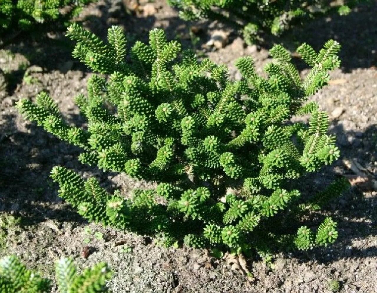 Пихта koreana oberon. Пихта корейская (abies koreana p9). Пихта корейская oberon оберон. Пихта оберон. Пихта корейская дарк хилл.