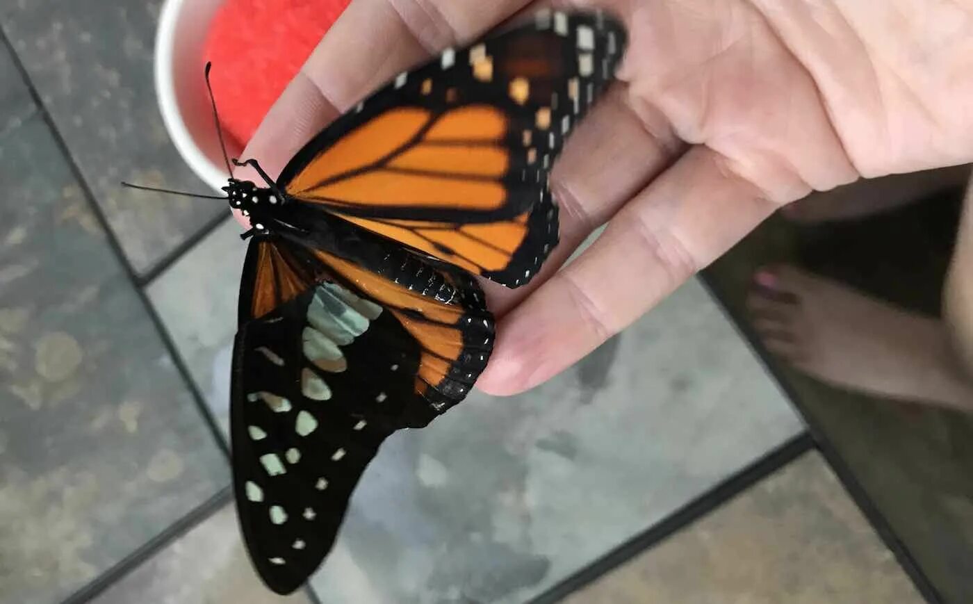 Butterfly does