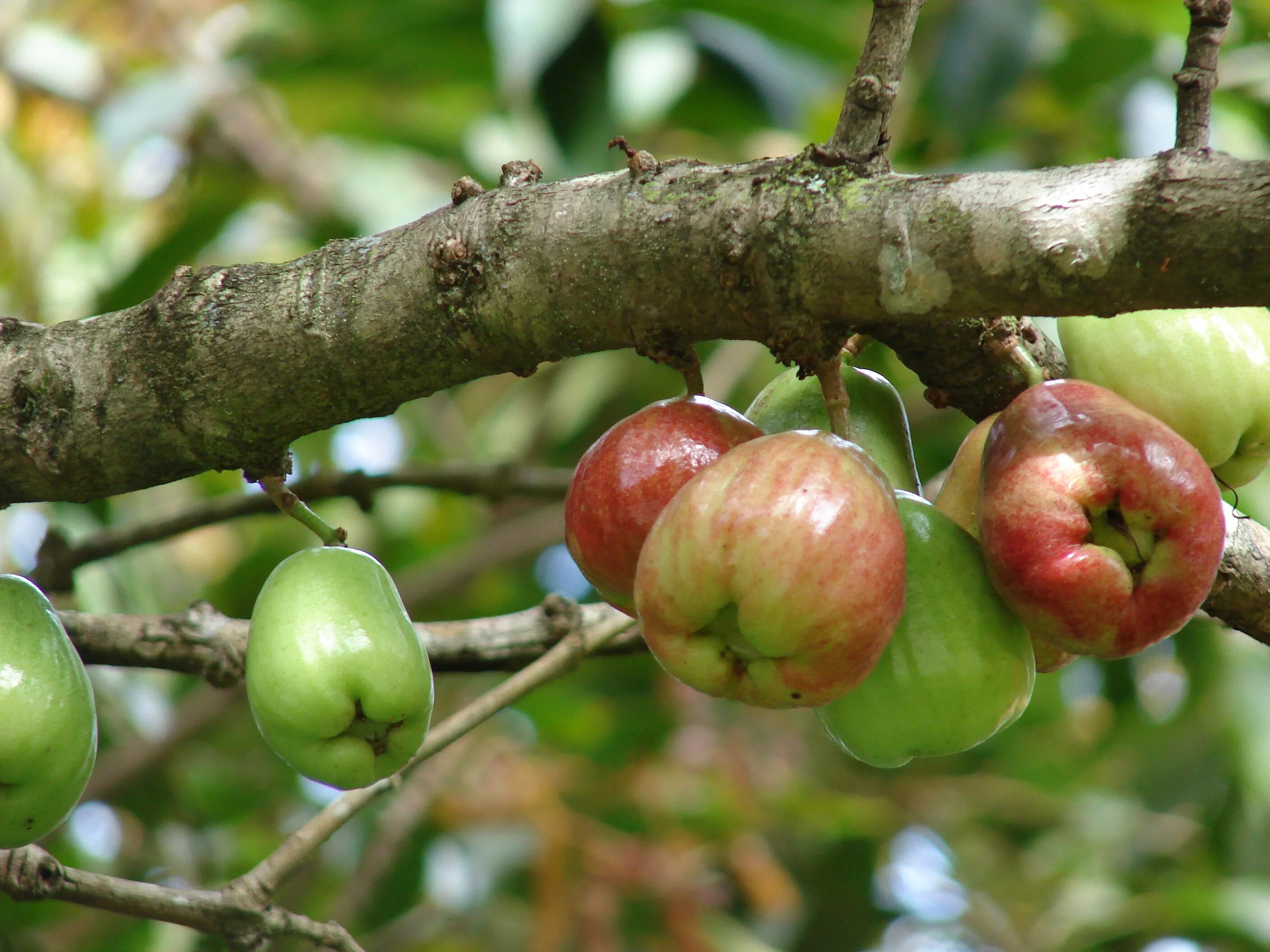 Плодовый мир. Ямбоза малайское яблоко. Syzygium Джамбу. Syzygium malaccense плод. Плод яблони.