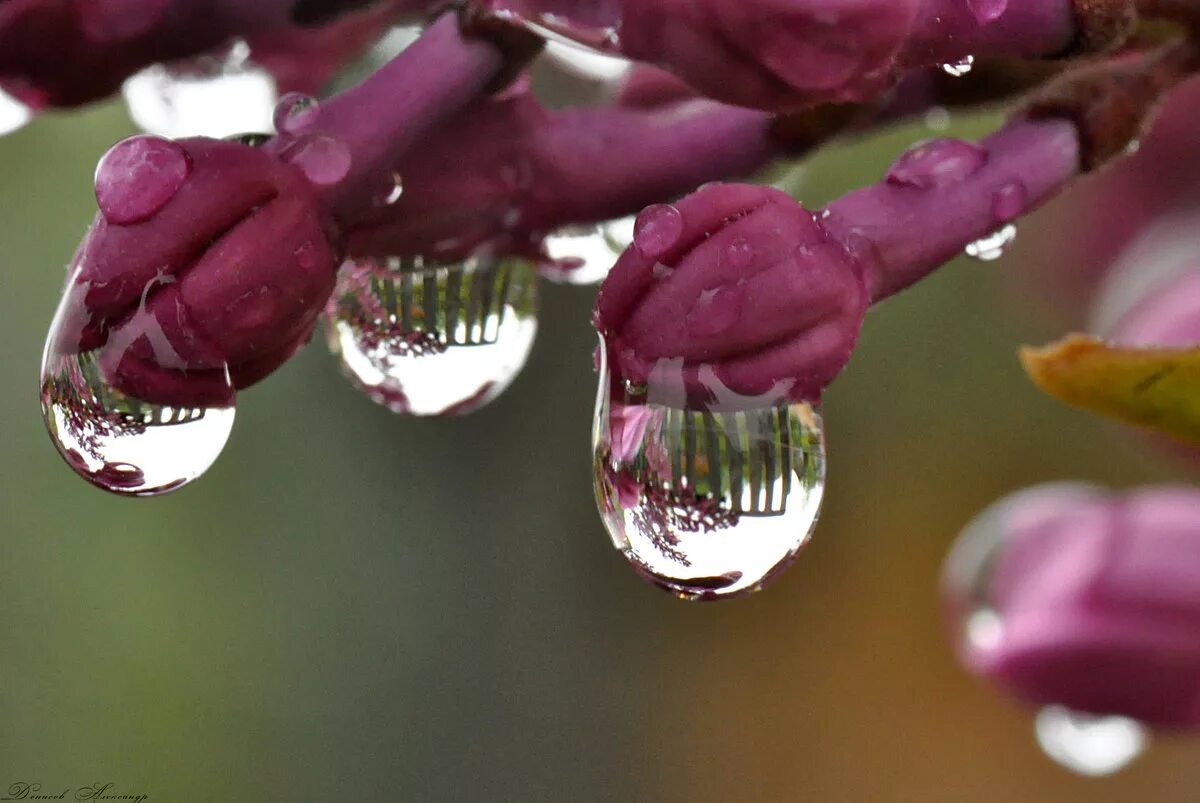 Сирень в каплях дождя. Сирень дождь. Весенний дождь. Цветы после дождя.
