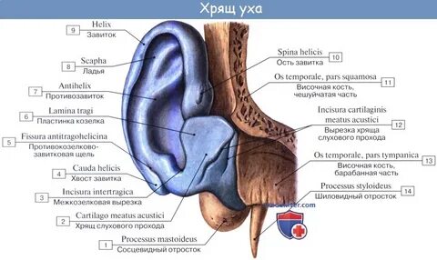 Козелок латынь