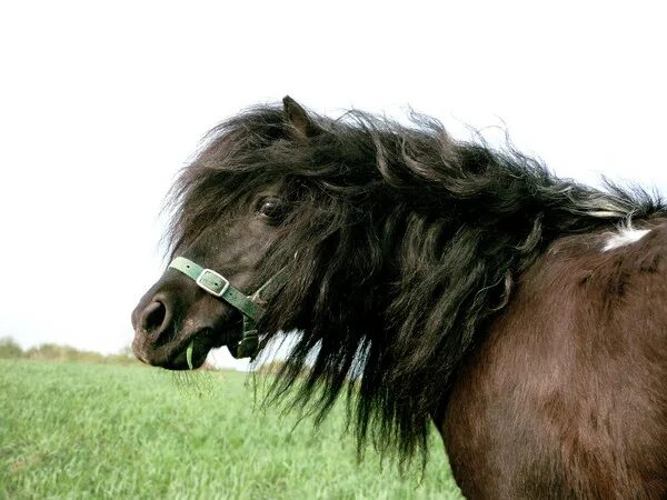 сабино пегая масть. It is it s horses. It is it s horses. It is it s horses. лошадь пржевальского дикая монголия.