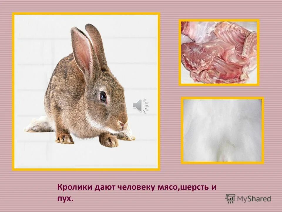 животные которые вредят сельскому хозяйству. интересные факты о зайцах для детей. заяц промысловое животное. дикий кролик oryctolagus cuniculus. зайцы польза человеку.