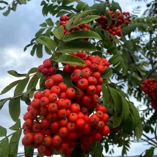 Рябина ликерная