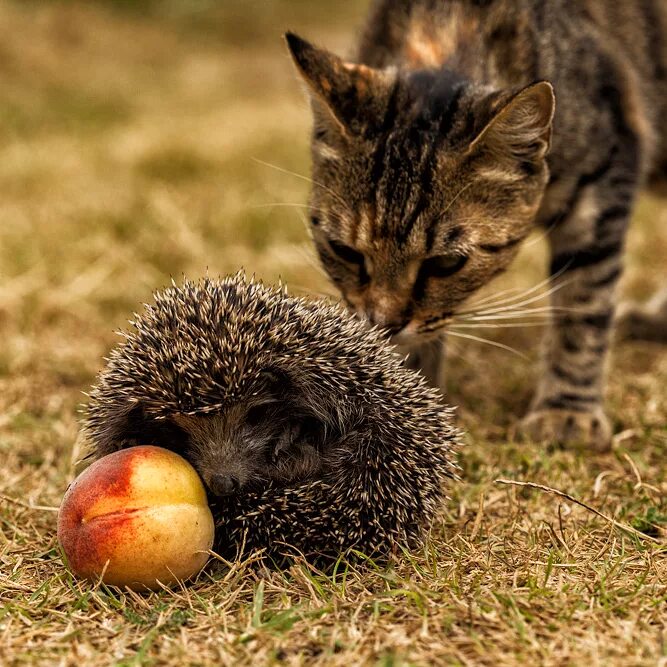 Ежик и котенок. Коте ежик. Кошка и еж. Кошка и еж. Котенок и ежонок.
