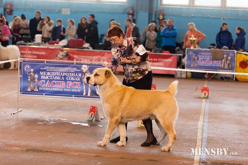 Где проходит выставка собак. Чемпионат мира выставка собак 2015. выставка собак, чемпионат европы в киеве. чемпионат выставка выставка собак. cacib выставка.