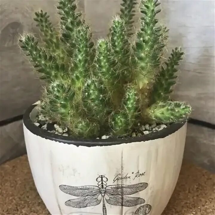 Cactus 150