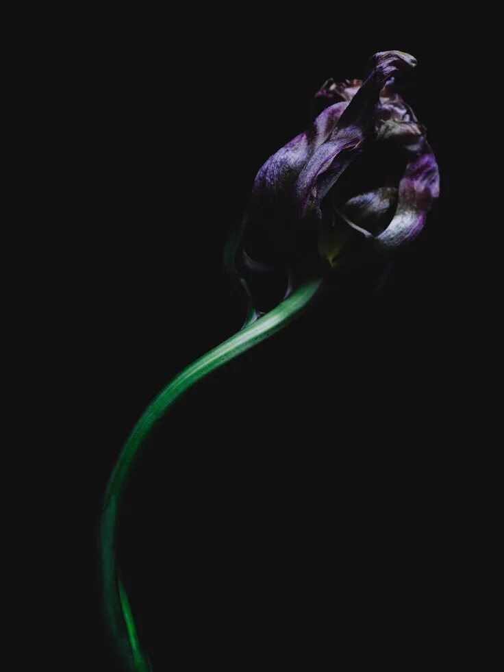 The dark flower