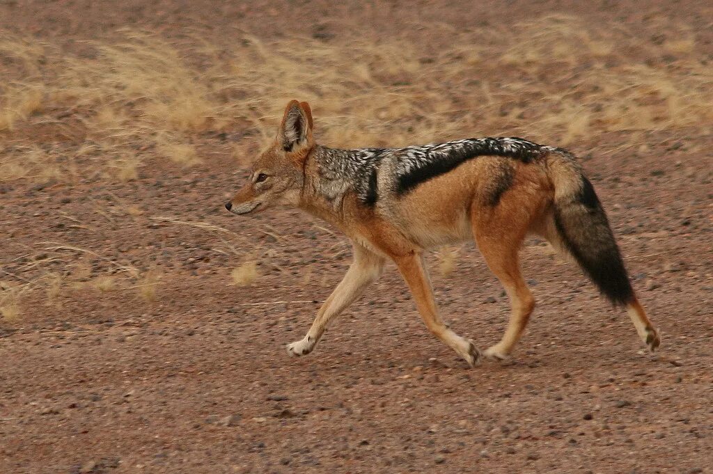 степная рысь каракал котенок. хищники пустыни. степной гепард. фауна пустыни намиб. африканская саванна гепард.
