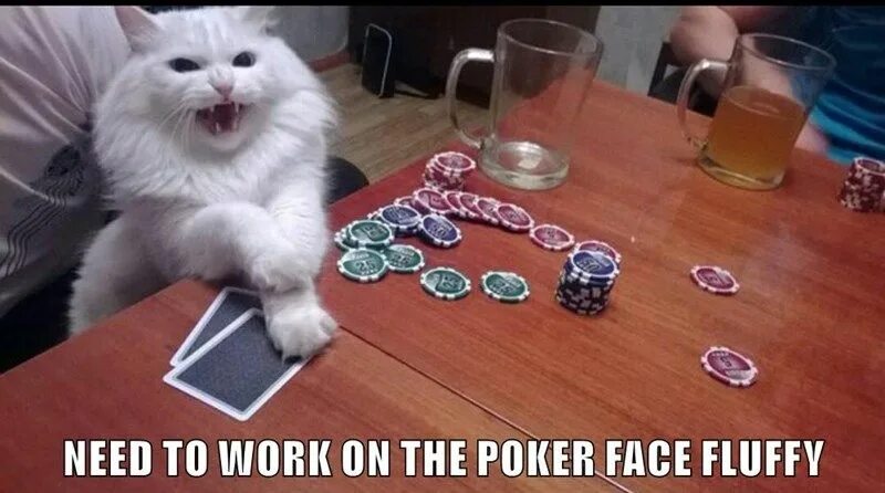 The cat takes life quite seriously :) Are you doing the same? 2016 Inloto VK