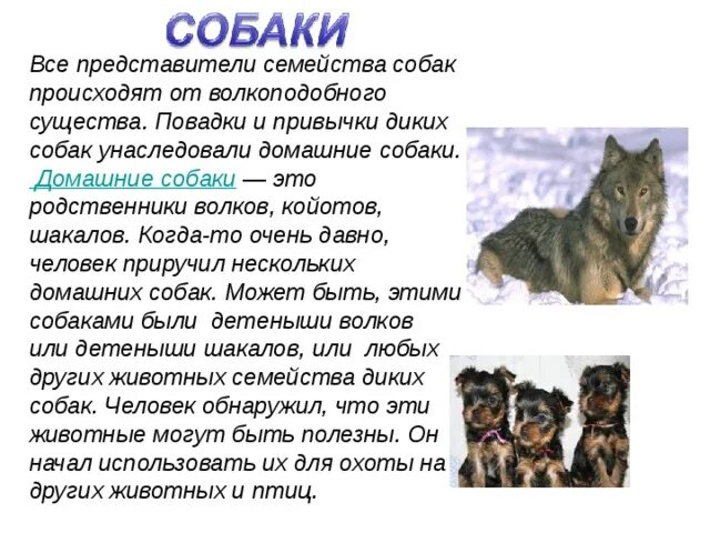 Собаки породы окружающий мир 2 класс: найдено 81 картинок
