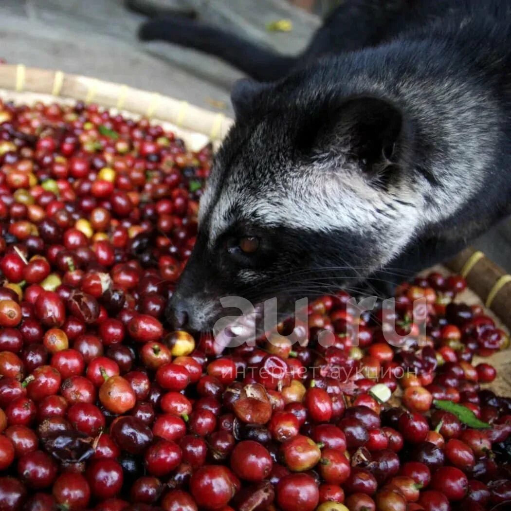 Копи лювак зверек. Пальмовая куница лювак. Копи лювак зверек. Пальмовая куница лювак. Копи лювак животное.