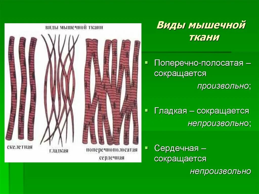 Мышечная ткань характеризуется. Мышечная ткань. Виды мышечной ткани. Строение мышечной ткани. Типы гладкой мышечной ткани.