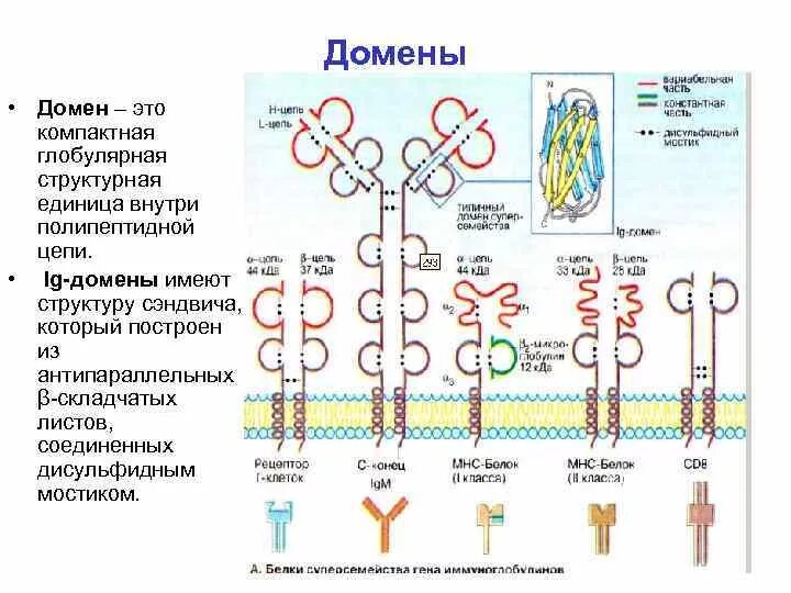 Каковы особенности строения белков выберите три. Каковы особенности строения белков выберите три