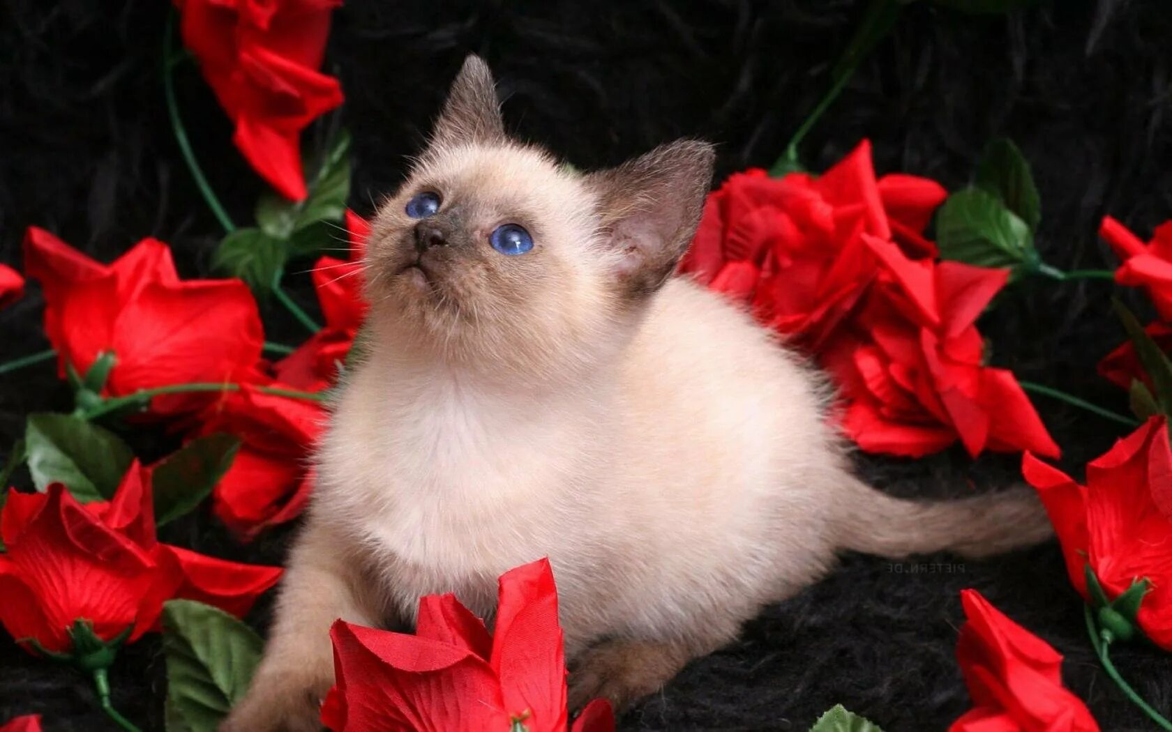 День котенка 10 июля. Открытка с днём рождения с котятами. Открытка с днём рождения. Котик с днем видео. Открытки с днём рождения с котиками.