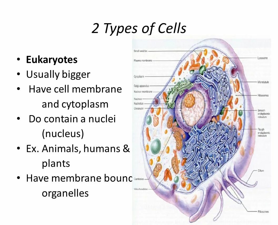 Cell contains. Types of Cells. Structural components of the cytoplasm. The Cell is made of: 1- Nucleus 2- cytoplasm. List the three Part of the Cell Theory.