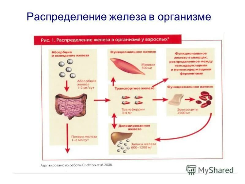 После железа. Усвоение железа в организме. Распределение железа в организме. Анемия железа. Восстановление железа в организме.