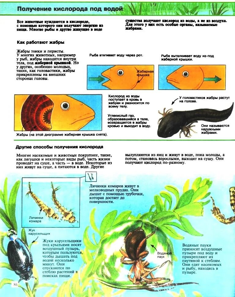Как получить fish. Фантастик фишинг. Как получить улов. Как получить fish. Сигуатера рыба.