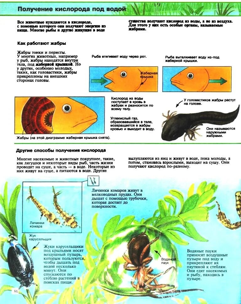 Как рыбы получают кислород из воды. Как жабры получают кислород. Как рыбы извлекают кислород из воды. Извлечение кислорода из воды