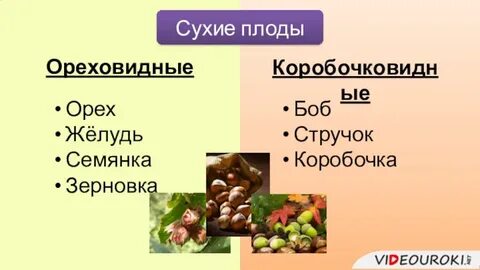 Ореховидные плоды
