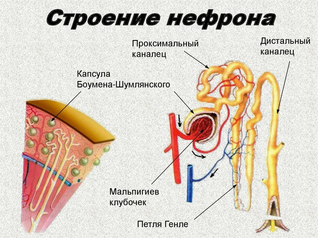 Строение почки структурная единица почки. Строение нефрона 8 класс биология. Строение нефрона почки человека. Нефрон что это. Структура нефрона капсула и каналец.